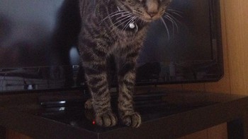 Kucing keluar dari monitor. Foto: Reddit via Brightside