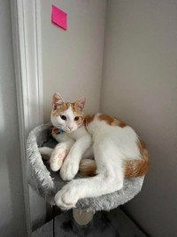 Foto Menipu Mata
