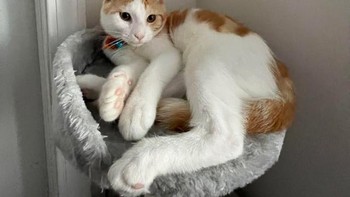 Kaki kucing ini begitu besar. Foto: Reddit via Brightside