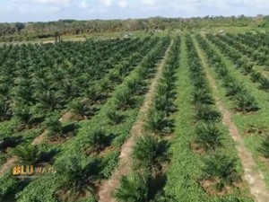 Deretan Konglomerat RI yang Kaya Raya Berkat Kelapa Sawit