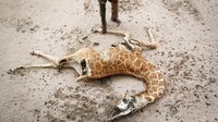 Ketua Konservasi Margasatwa Subuli, Mohamed Sharmarke, menyatakan satwa liar juga mulai mati. Ketua Konservasi Margasatwa Subuli, Mohamed Sharmarke, menyatakan satwa liar juga mulai mati.