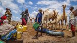 Kekeringan di Kenya Lebih Ngeri dari Pandemi COVID-19