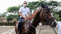 Kuda yang ditunggangi ketua umum PAN itu merupakan jenis warmblood. Kuda itu berasal dari Eropa.