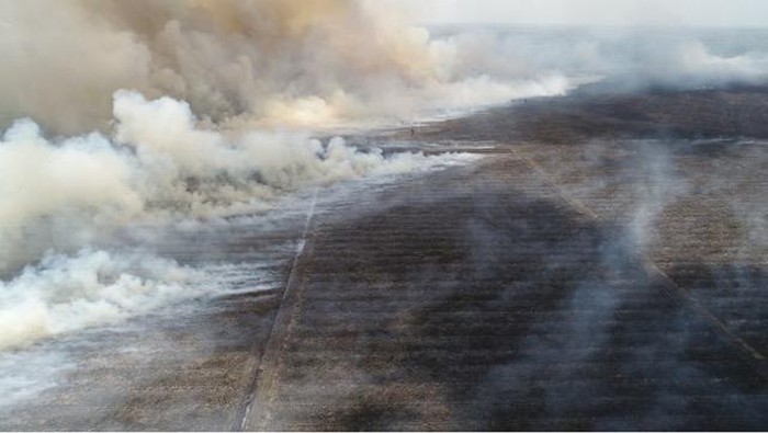Penampakan Hutan 2.600 Ha yang Terbakar
