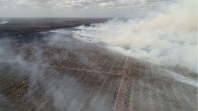 Perusahaan Sawit Divonis Bebas, Ini Penampakan Hutan 2.600 Ha yang Terbakar