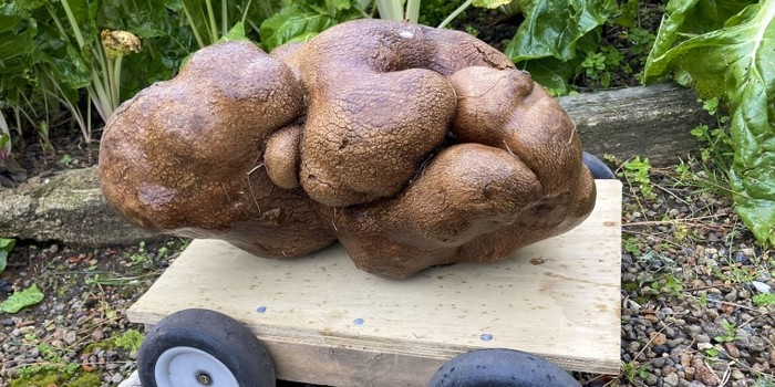 Siap Masuk Rekor Dunia, Kentang Raksasa Ini Beratnya Hampir 8 Kilogram Siap Masuk Rekor Dunia, Kentang Raksasa Ini Beratnya Hampir 8 Kilogram