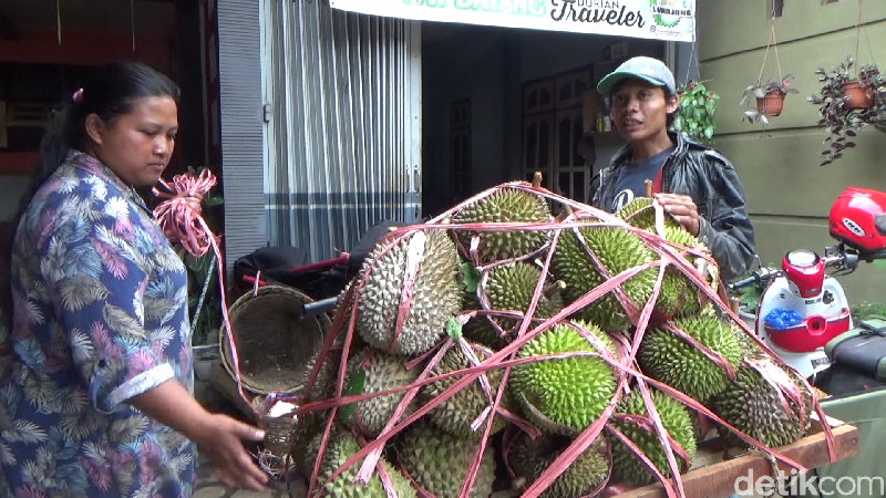 Wajib Cicip! Durian Gencono, Primadona dari Lereng Gunung Semeru yang Creamy Legit