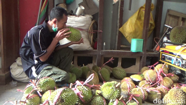 Wajib Cicip! Durian Gencono, Primadona dari Lereng Gunung Semeru yang Creamy Legit