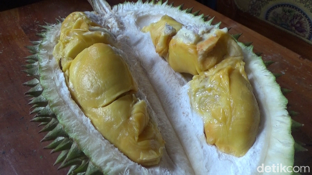 Wajib Cicip! Durian Gencono, Primadona dari Lereng Gunung Semeru yang Creamy Legit