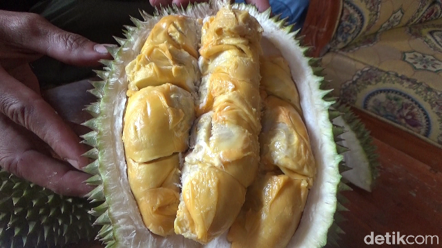 Wajib Cicip! Durian Gencono, Primadona dari Lereng Gunung Semeru yang Creamy Legit