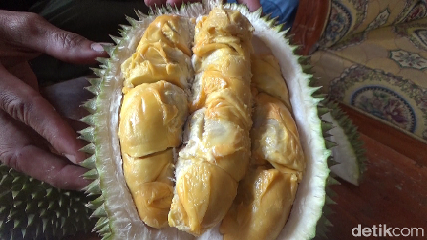 Wajib Cicip! Durian Gencono, Primadona dari Lereng Gunung Semeru yang Creamy Legit
