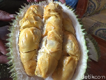 Manis Legit! Durian Mini dari Lereng Gunung Semeru