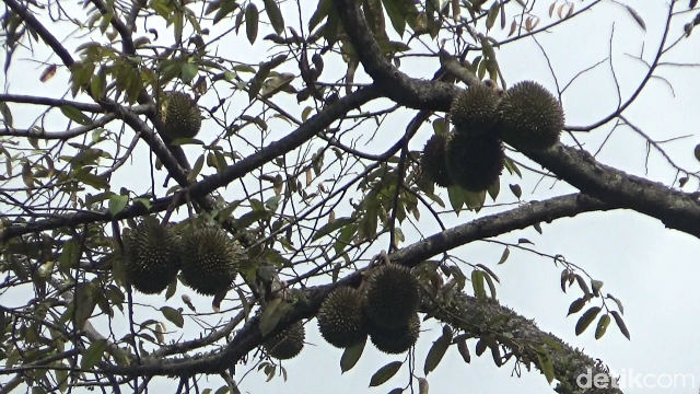 Wajib Cicip! Durian Gencono, Primadona dari Lereng Gunung Semeru yang Creamy Legit
