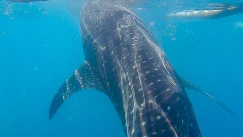 Gorontalo merupakan salah satu provinsi yang kaya akan potensi alam juga budaya. Ada satu destinasi yang menjadi favorit wisatawan, yakni wisata Hiu Paus