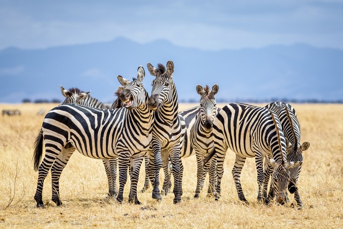 Zebra
