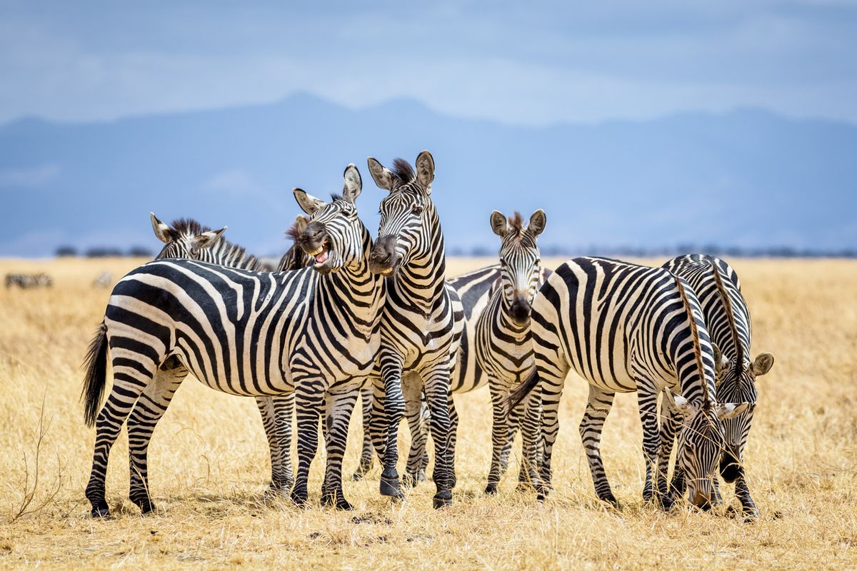 5 Fakta Unik Zebra, Tidak Bisa Tidur Sendiri hingga Sulit Ditunggangi