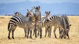 Benarkah Warna Asli Zebra Bergaris Hitam dan Suaranya Mirip Kuda?