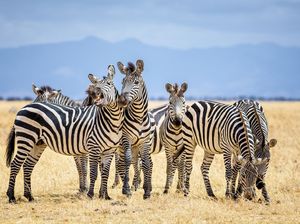 Benarkah Warna Asli Zebra Bergaris Hitam dan Suaranya Mirip Kuda?