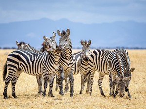 5 Fakta Unik Zebra, Tidak Bisa Tidur Sendiri hingga Sulit Ditunggangi