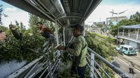 Petugas gabungan pun dikerahkan untuk mengevakuasi serta membersihkan material pohon tumbang tersebut.