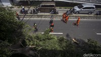 Sementara itu, tumbangnya dua pohon berukuran besar ini menarik perhatian masyarakat. Tak sedikit pengguna jalan yang memelankan kendaraannya untuk melihat kondisi pohon tumbang itu.