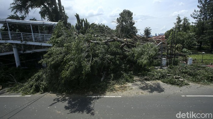 Dua pohon berukuran besar di Jalan Otista Raya, Jakarta Timur, tumbang. Kedua pohon tumbang itu pun menimpa JPO dan tiang listrik. Ini penampakannya.