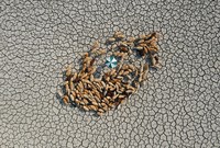 Environmental Photographer of the Year 202