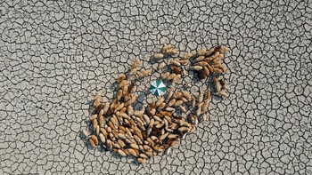 Juara The Resilient Award diraih oleh Ashraful Islam. Kawanan domba mencari rumput di antara tanah yang retak. Kekeringan ekstrem di Bangladesh telah menciptakan kesulitan bagi semua makhluk hidup. Kamera: Hasselblad L1D-20c / DJI Mavic 2 Pro. Foto: Environmental Photographer of the Year