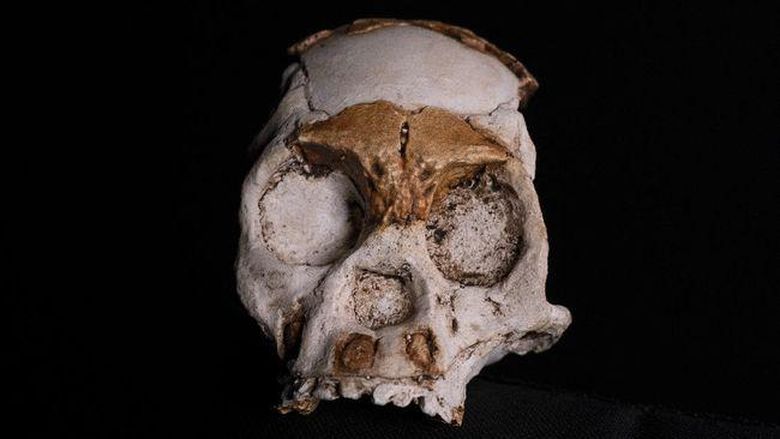 Homo Naledi Penemuan fosil manusia mini berusia ratusan ribu tahun di Afrika.