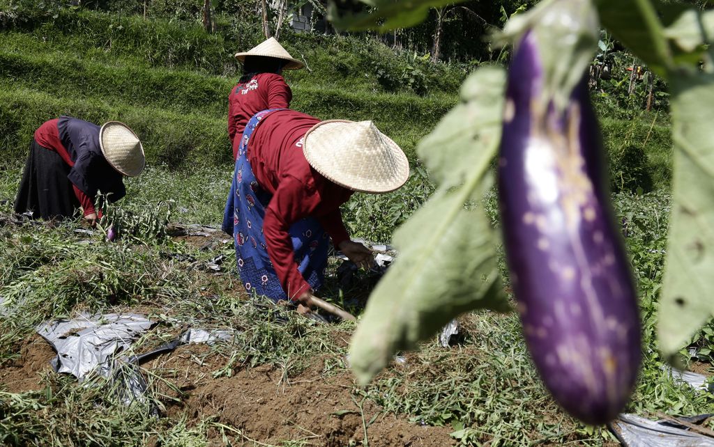 Mantan Gurandil Pongkor Hijrah Jadi Petani Sayur: Hidup Lebih Nyaman