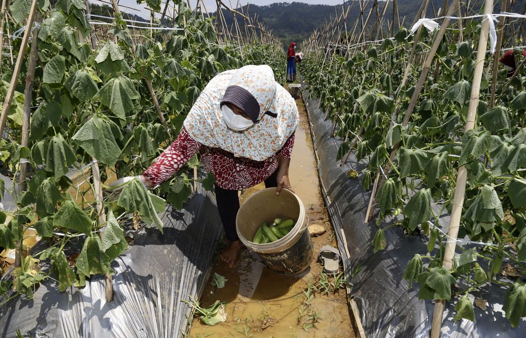 Mantan Gurandil Pongkor Hijrah Jadi Petani Sayur: Hidup Lebih Nyaman