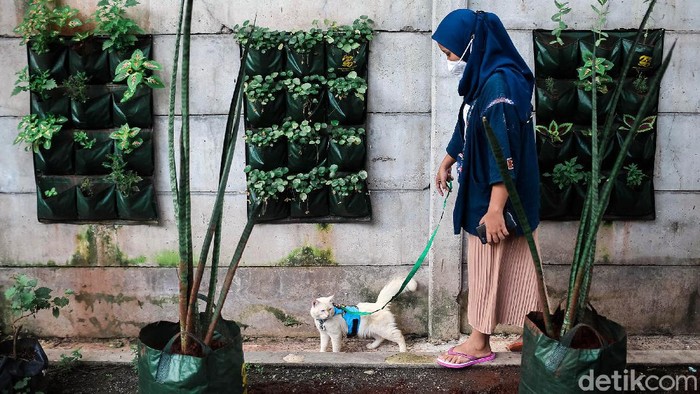 Melihat dari Dekat Vaksinasi untuk Hewan Peliharaan di Tangerang Warga membawa hewan peliharaan mereka ke klinik untuk divaksin. Vaksinasi dilakukan guna beri perlindungan pada hewan dan manusia dari dampak gigitan hewan.