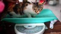 Adapun ketentuan hewan yang dapat menerima vaksin adalah kucing, anjing, musang dan kera. GHewan tersebut dalam keadaan sehat serta tidak dalam kondisi bunting.