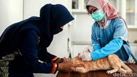 Petugas memberi dosis vaksin ke kucing milik warga.