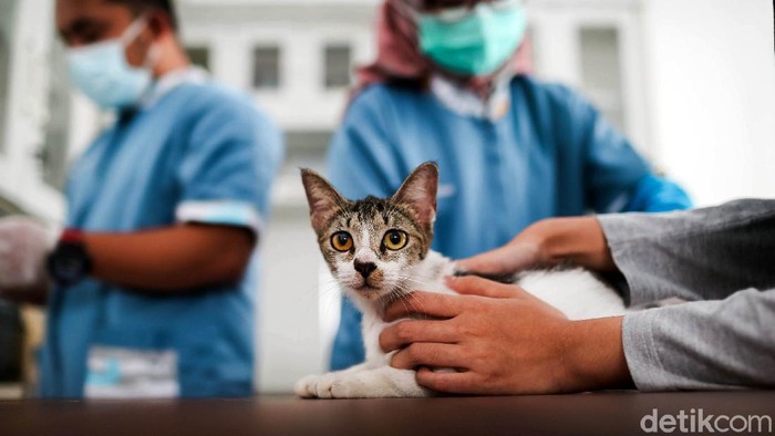 Warga membawa hewan peliharaan mereka ke klinik untuk divaksin. Vaksinasi dilakukan guna beri perlindungan pada hewan dan manusia dari dampak gigitan hewan.