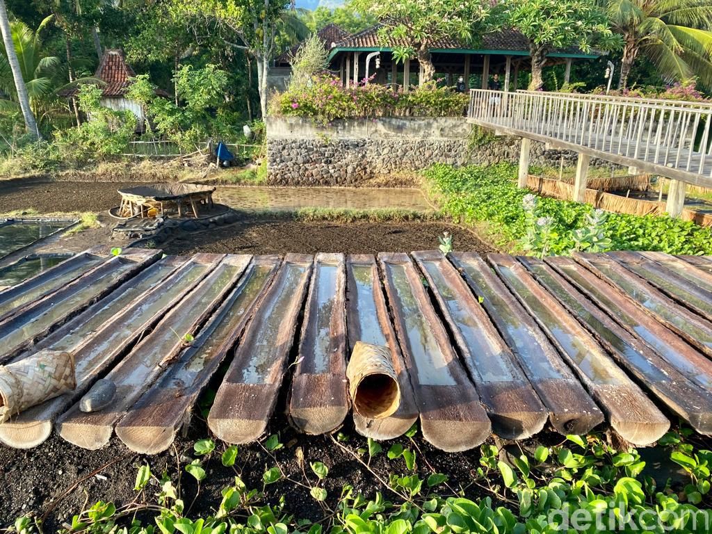 Begini Proses Pembuatan Garam di Desa Les Bali yang Diimpor ke Eropa