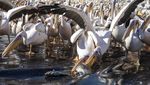 Ribuan Burung Pelikan Menyerbu Waduk di Israel, Ada Apa?