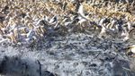 Ribuan Burung Pelikan Menyerbu Waduk di Israel, Ada Apa?