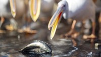 Kedatangan ribuan burung pelikan yang mencari makanan ini pun menjadi pemandangan yang menarik dan tak biasa. 
