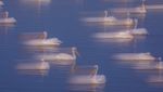 Ribuan Burung Pelikan Menyerbu Waduk di Israel, Ada Apa?