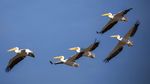 Ribuan Burung Pelikan Menyerbu Waduk di Israel, Ada Apa?