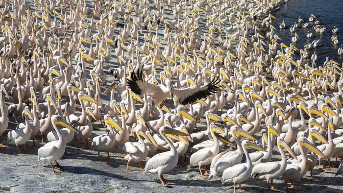 Ribuan Burung Pelikan Menyerbu Waduk di Israel, Ada Apa? Ribuan burung pelikan menyerbu waduk Mishmar HaSharon di kawasan Israel. Mereka datang untuk mencari makanan yang disediakan oleh otoritas cagar alam Israel.