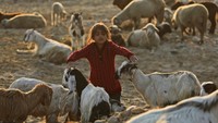 Seorang anak dari Suku Gujjar di antara ternak kambing. Suku Gujjar menggembala ternak untuk mata pencaharian. 