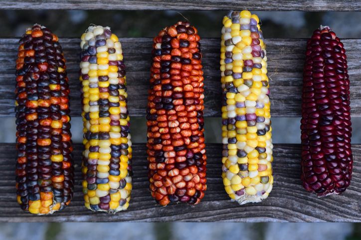 5 Fakta Jagung Pelangi, Tak Hanya Cantik Tapi Juga Kaya Nutrisi