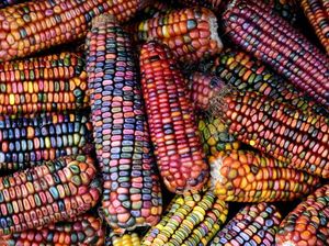 5 Fakta Jagung Pelangi, Tak Hanya Cantik Tapi Juga Kaya Nutrisi
