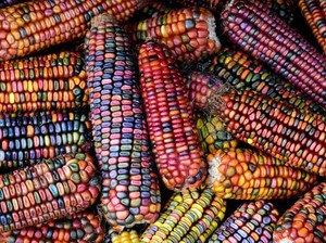 5 Fakta Jagung Pelangi, Tak Hanya Cantik Tapi Juga Kaya Nutrisi