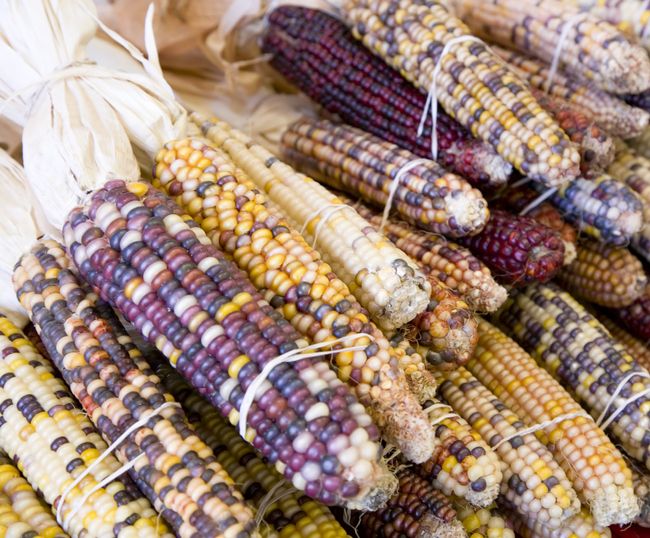 5 Fakta Jagung Pelangi, Tak Hanya Cantik Tapi Juga Kaya Nutrisi