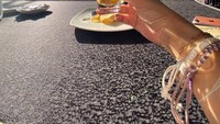Pagi-pagi minum jamu memang paling segar. Cupi Cupita memilih minum segelas jamu kunyit beras kencur. Sambil minum jamu, Cupi juga menikmati sarapannya.  Foto: Instagram @cupitagobas19