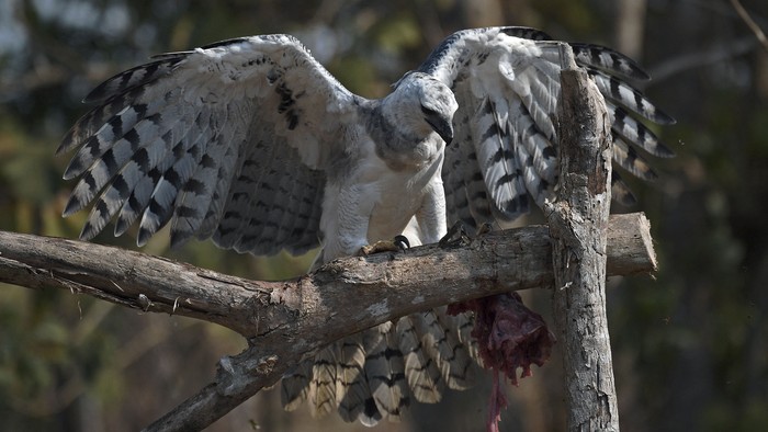 Mark, a wild Harpy eagle which is given food by guides working for South Wild Safaris in the Fazenda Nicolau, which is managed by a carbon forest NGO linked to French company Peugeot, is seen in Alta Floresta, Mato Grosso, Brazil, on August 28, 2021. - The Amazon, home to more than three million species, has absorbed a large amount of pollution, as carbon dioxide emissions have surged by 50 percent in 50 years -a key fact as humankind struggles to stop heating the planet with greenhouse gases. Species as jaguars and harpy eagles are being threatened by deforestation. (Photo by CARL DE SOUZA / AFP)
