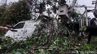 Satu mobil tertimpa pohon tersebut.